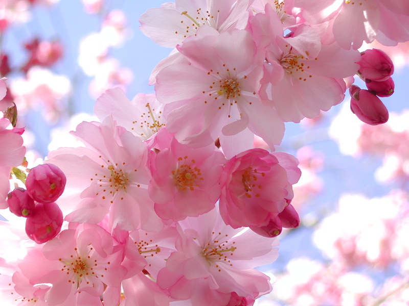 cherry blossom. where cherry blossoms are