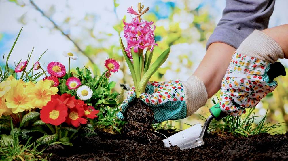 What To Know About Gardening and Hand Tillers?