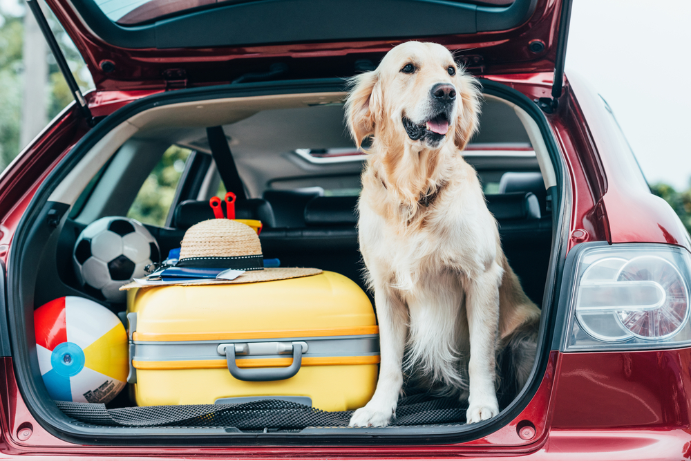 How to Get Your Dog Ready for Travel