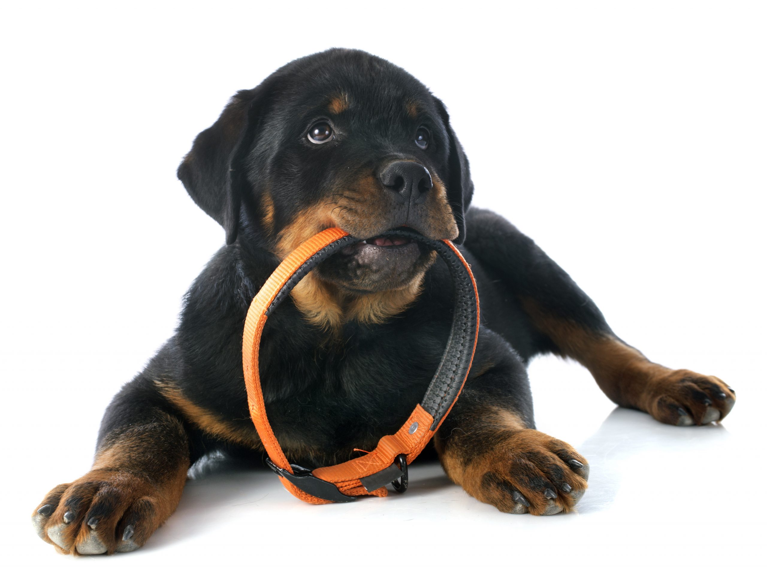 New Puppy Checklist: 10 Must-Have Items