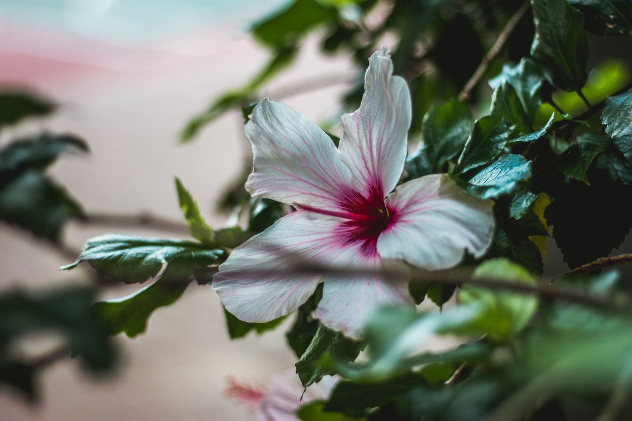 Flowering Plants You Can Grow in Your Home Garden
