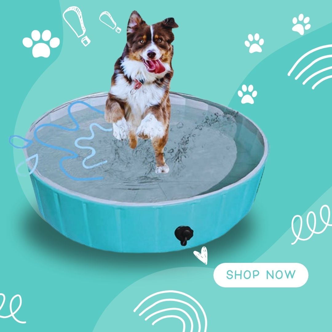 Easy Summer Safety Tips For Your Fur Babies At SM