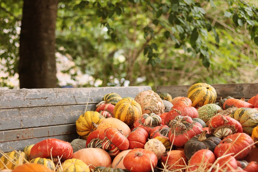 How to Prevent Spoilage and Loss During Peak Harvest Season