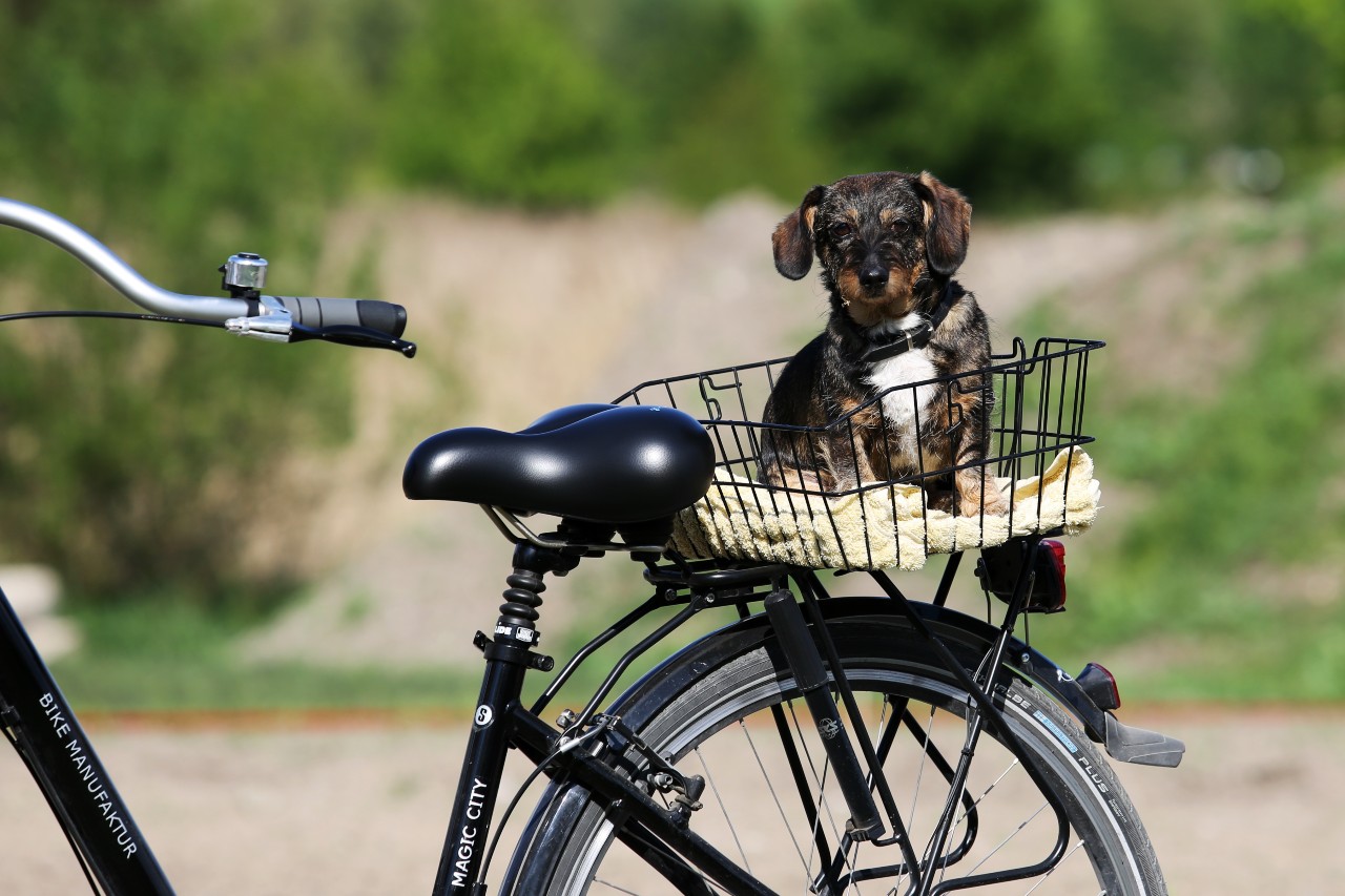 Protect Your Pet from the Summer Heat: 10 Things to Remember